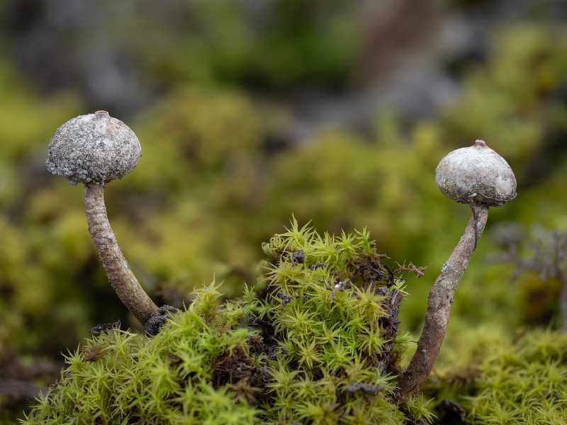 Tulostoma brumale Tulostoma brumale